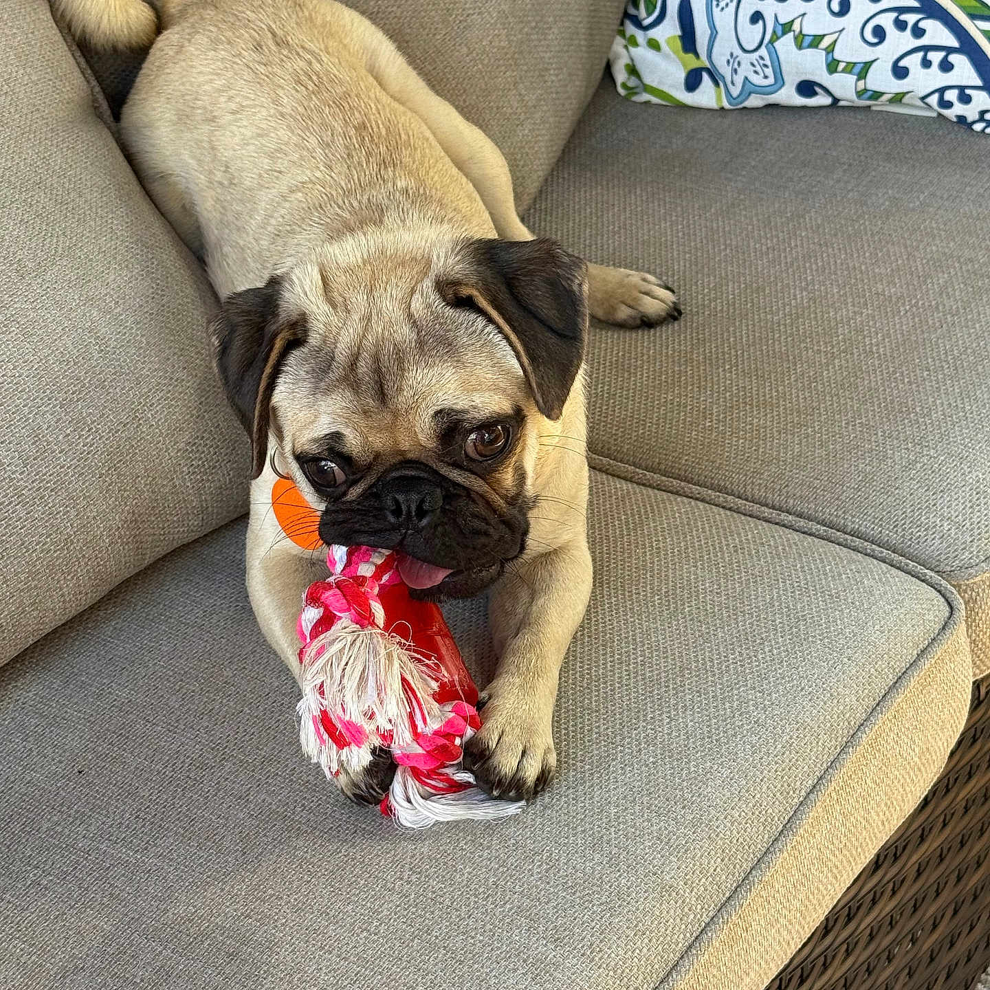 Whiskey River is registered to the contest to win money with this photo: animal, beige, couch, cozy, cute, dog, face, fur, home, indoor, paw, pet, pet_toy, playful, pug, puppy, resting, rope_toy, tongue_out, toy