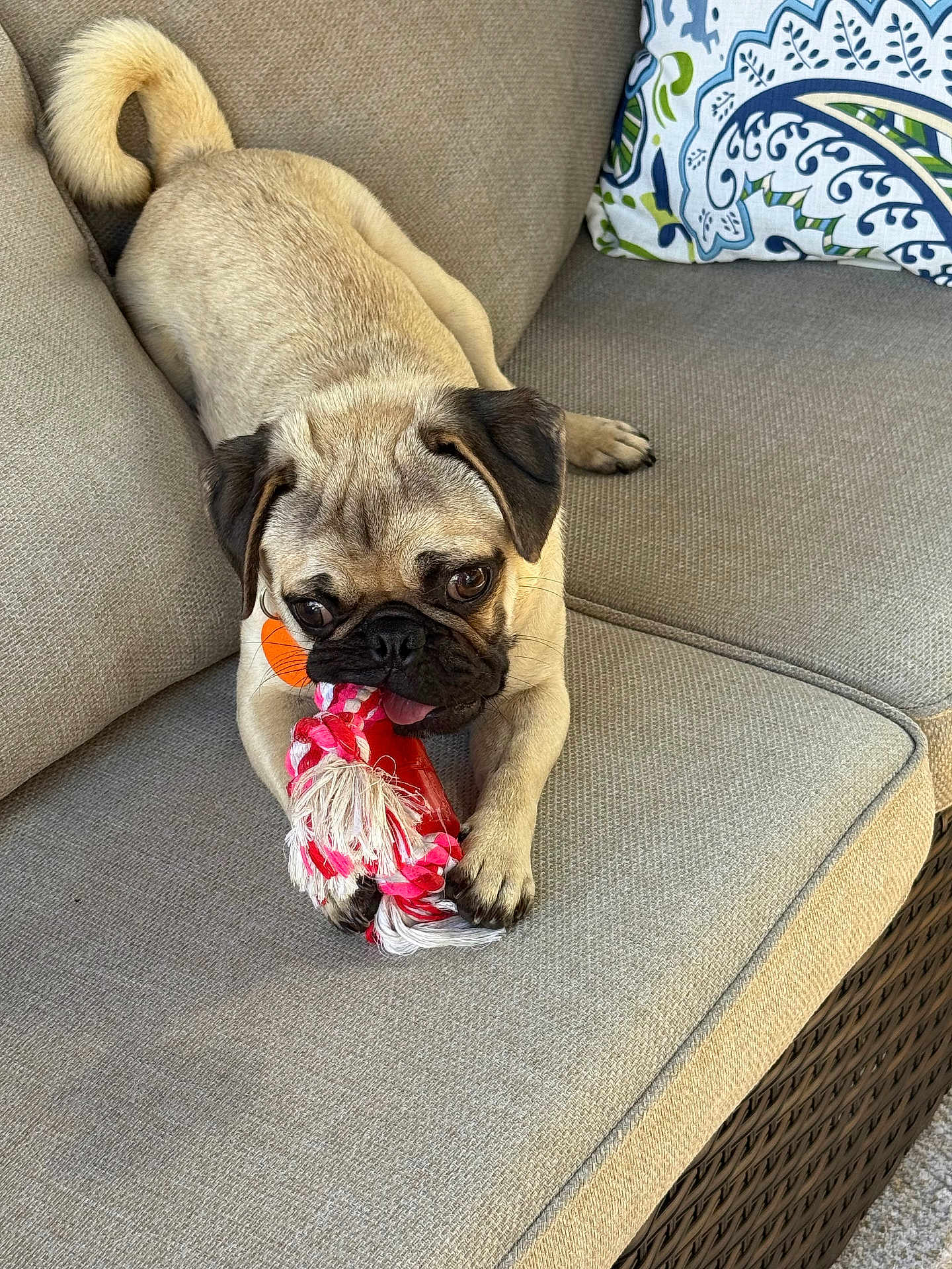 Whiskey River is registered to the contest to win money with this photo: dog, puppy, pug, toy, rope_toy, couch, beige, pet, playful, tongue_out, indoor, paw, face, fur, animal, resting, cute, pet_toy, cozy, home