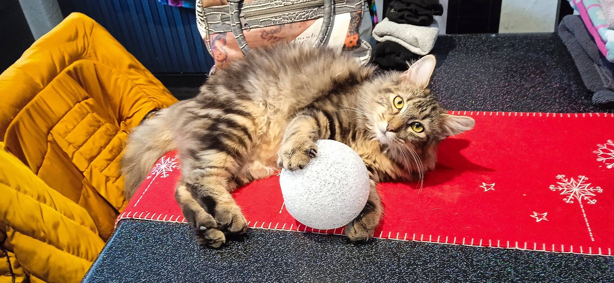 Charlie participe au concours pour gagner de l'argent avec cette photo : carnivore, cat, claw, comfort, domestic_short_haired_cat, felidae, flooring, foot, fur, human_leg, lap, nap, paw, sitting, small_to_medium_sized_cats, snout, tail, whiskers