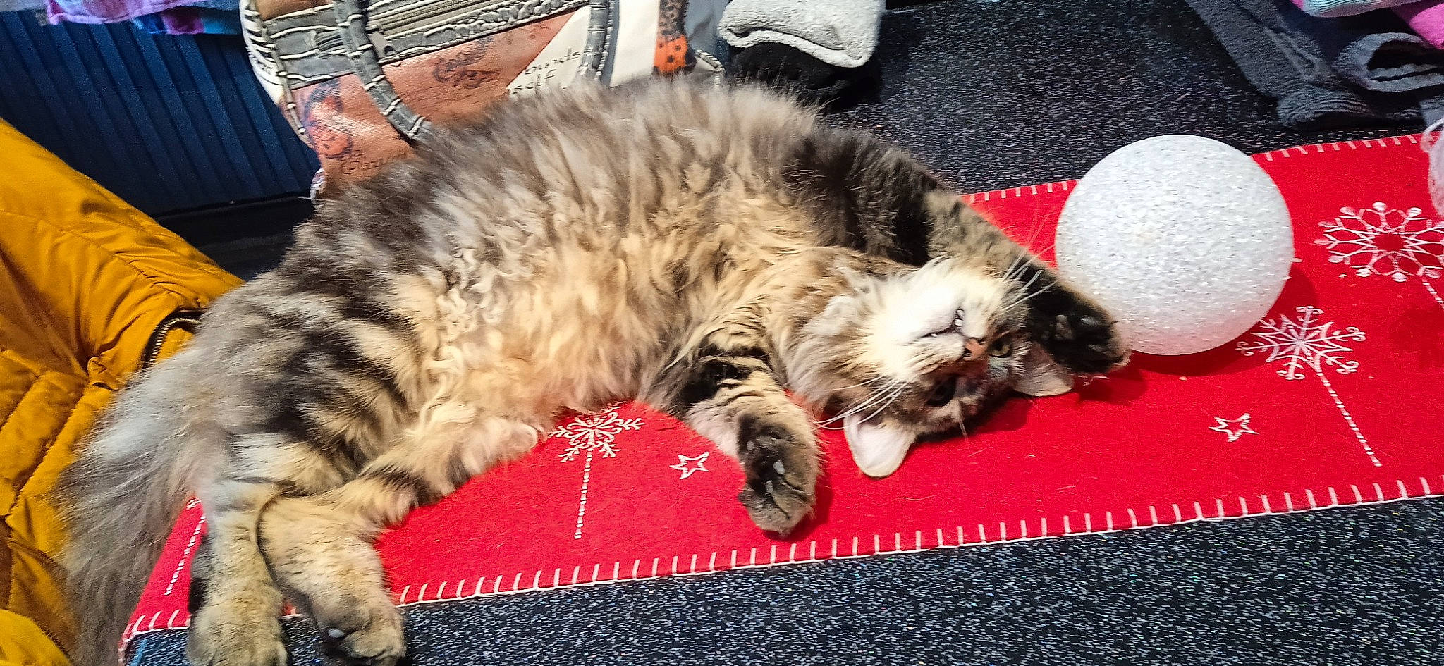 Charlie participe au concours pour gagner de l'argent avec cette photo : ball, carnivore, cat, claw, comfort, domestic_short_haired_cat, felidae, flooring, foot, fur, hat, lap, nap, paw, small_to_medium_sized_cats, snout, tail, whiskers