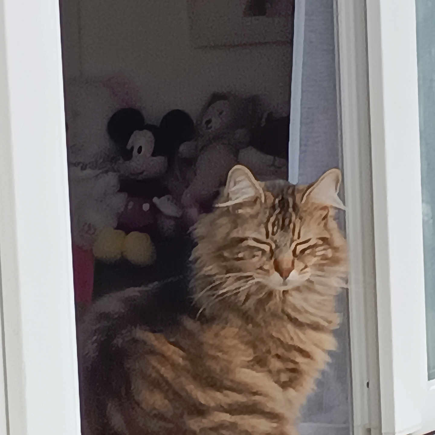 Charly a rejoint le concours — aidez-le/la à gagner de superbes lots ! animal, cat, cozy, curtain, cute, domestic, feline, fluffy, fur, home_interior, indoor, mickey_mouse, pet, plush_toys, relaxed, sitting, soft_toys, tabby, teddy_bear, window
