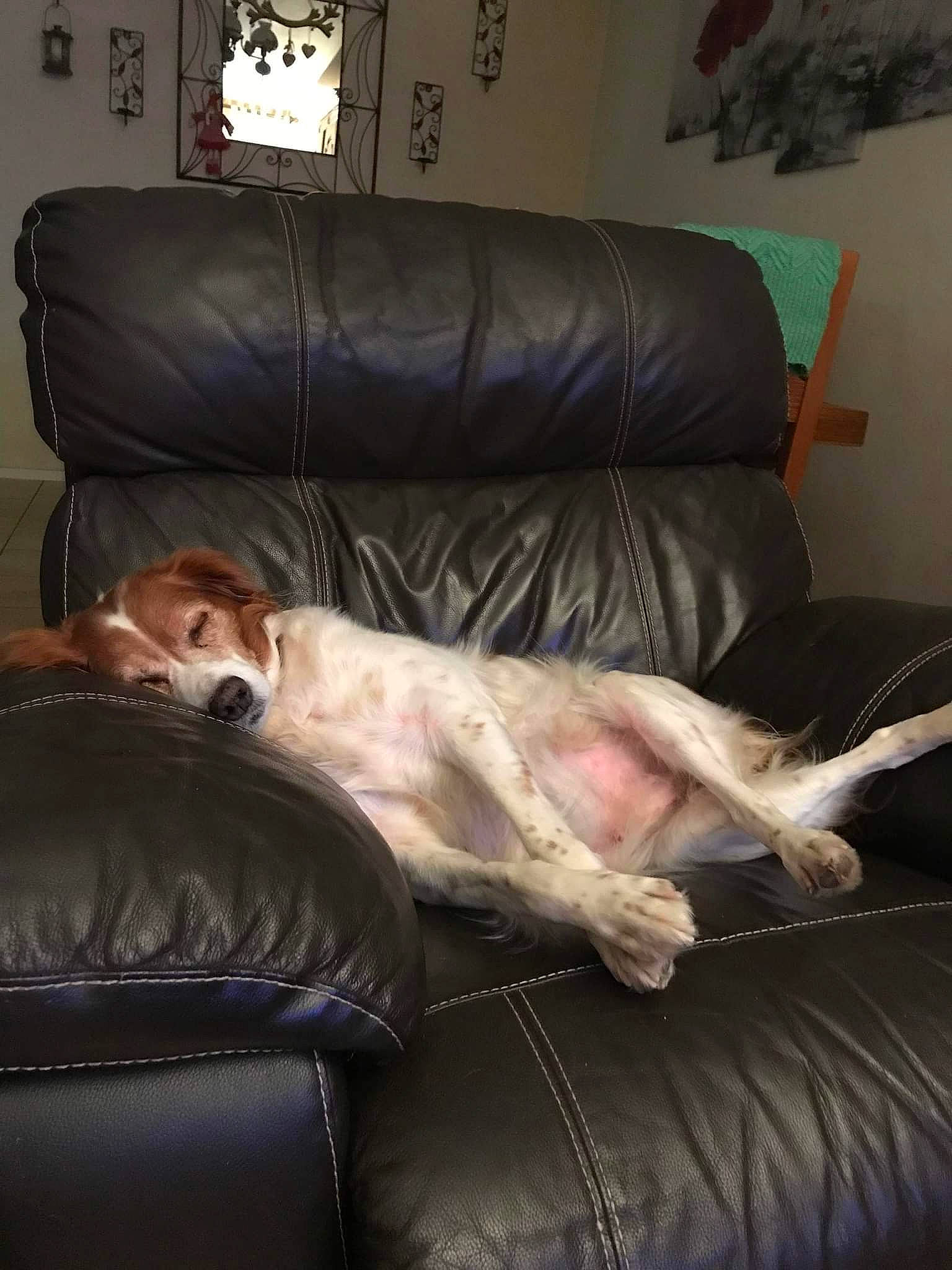 Isis participe au concours pour gagner de l'argent avec cette photo : carnivore, comfort, companion_dog, couch, dog, dog_breed, fawn, flooring, fur, furniture, hardwood, house, lamp, living_room, picture_frame, room, sofa_bed, studio_couch, whiskers, wood