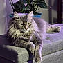 Oss joined the competition — help win amazing prizes! cat, fluffy, gray_cat, lounging, indoor, plant, potted_plant, ottoman, furniture, relaxed, greenery, pet, fur, whiskers, claws, animal, domestic_cat, resting, cozy, home