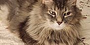 Oss joined the competition — help win amazing prizes! cat, fluffy, gray_cat, pet, animal, feline, fur, whiskers, ears, bedspread, indoor, resting, cute, cozy, portrait, relaxed, close_up, domestic_animal, lying_down, comfort