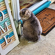 Oss is registered to the contest to win money with this photo: cat, fluffy, gray, porch, welcome_sign, doormat, frog_statue, concrete, outdoor, pet, animal, window, glass, home, decor, curious, sitting, feline, looking_back, cozy