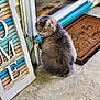 cat, fluffy, gray, porch, welcome_sign, doormat, frog_statue, concrete, outdoor, pet, animal, window, glass, home, decor, curious, sitting, feline, looking_back, cozy