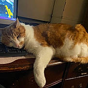 Peaches is registered to the contest to win money with this photo: cat, sleeping, keyboard, desk, orange_and_white, feline, indoor, wooden_furniture, nap, computer, cozy, pet, resting, home, cute, fur, animal, relaxation, electronics, office