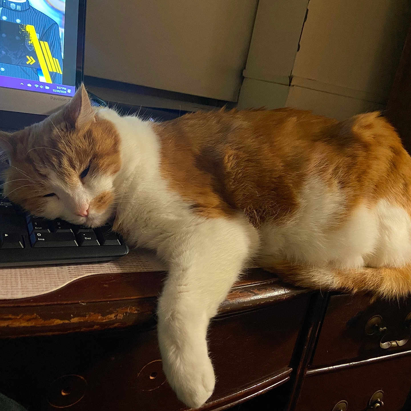 Peaches is registered to the contest to win money with this photo: cat, sleeping, keyboard, desk, orange_and_white, feline, indoor, wooden_furniture, nap, computer, cozy, pet, resting, home, cute, fur, animal, relaxation, electronics, office