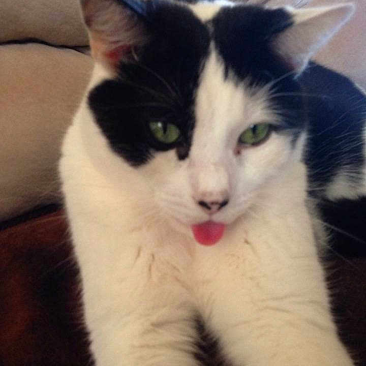 Gizmo