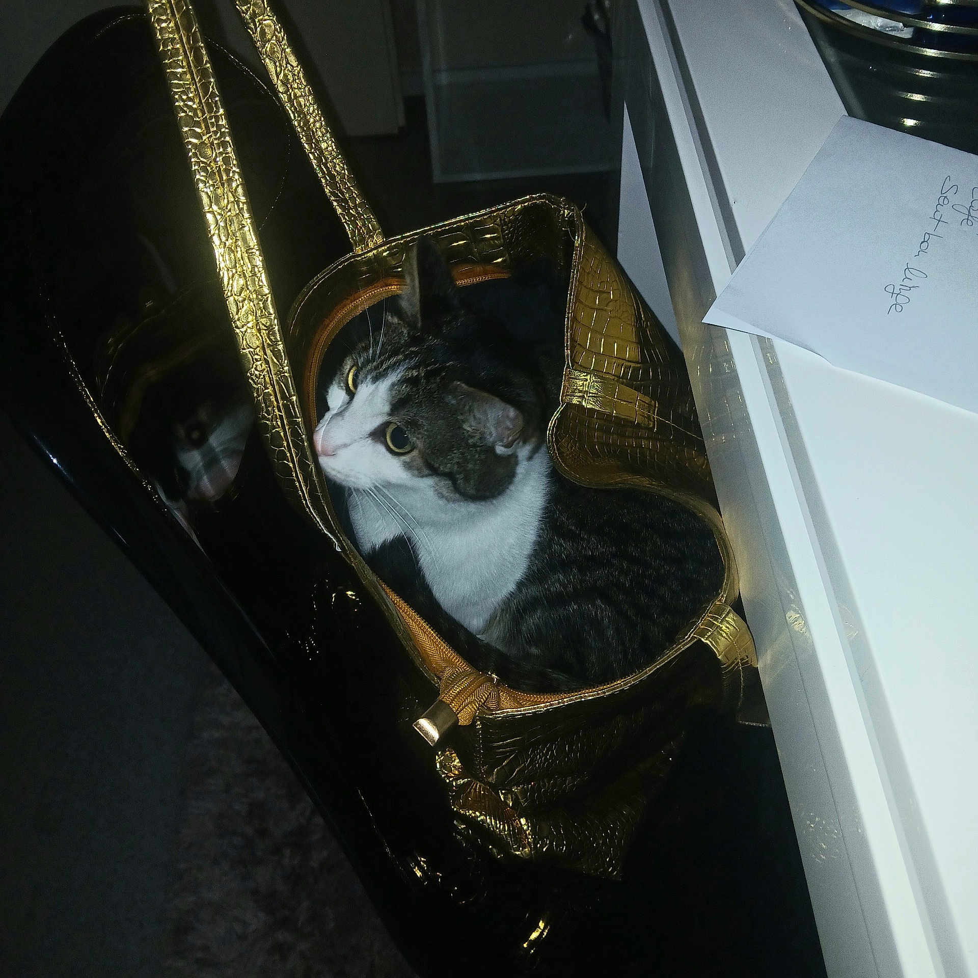 Filou participe au concours pour gagner de l'argent avec cette photo : animal, black, cat, chair, closeup, cozy, curious, desk, domestic_animal, feline, fur, gold, handbag, indoor, note, pet, reflection, shiny, sitting, white