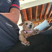 Kitty a rejoint le concours — aidez-le/la à gagner de superbes lots ! dog, pet, indoor, person, lap, collar, cushion, wooden_ceiling, relaxed, casual_clothing, brown_dog, small_dog, furniture, resting, fur, paw, black_pants, sitting, close_up, home