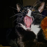 Tomo is registered to the contest to win money with this photo: animal, black_and_white, cat, close_up, cute, domestic_cat, feline, flash, fur, indoor, lying_down, mammal, pet, portrait, resting, sleepy, teeth, tongue, whiskers, yawning