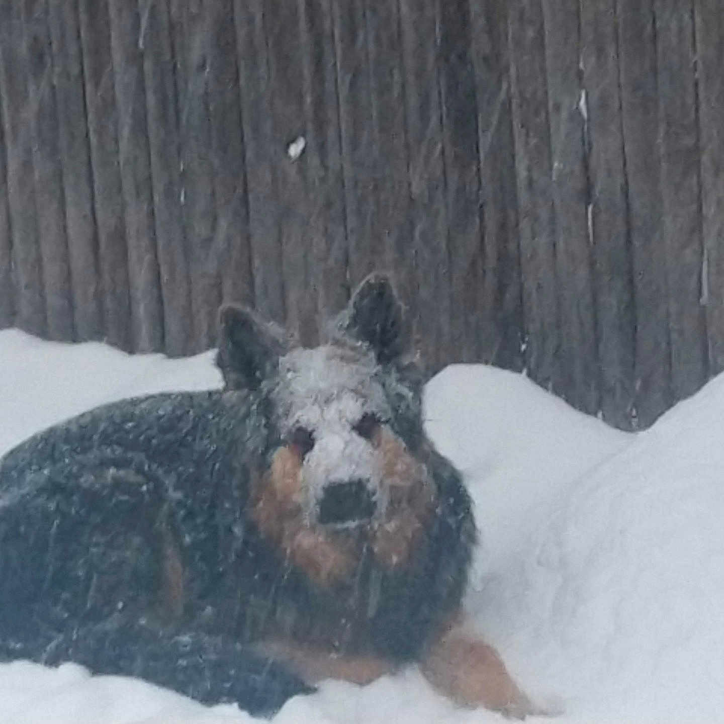 Mirko is registered to the contest to win money with this photo: animal, blizzard, canine, coyote, dog, face, fox, germanshepherd, head, ice, nature, outdoors, pet, puppy, rock, snow, storm, terrier, weather, winter