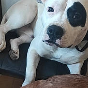 Bronx participe au concours pour gagner de l'argent avec cette photo : dog, white_dog, black_patch, lying_down, indoor, close_up, pet, animal, fur, paw, face, collar, brown_dog, tail, resting, companion, canine, cute, relaxed, domestic