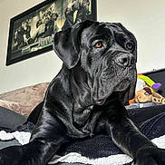 Ragnar a rejoint le concours — aidez-le/la à gagner de superbes lots ! dog, black_dog, pet, animal, indoor, blanket, couch, painting, art, wall, fur, portrait, canine, relaxed, looking_away, furniture, toy, stuffed_animal, home, decor