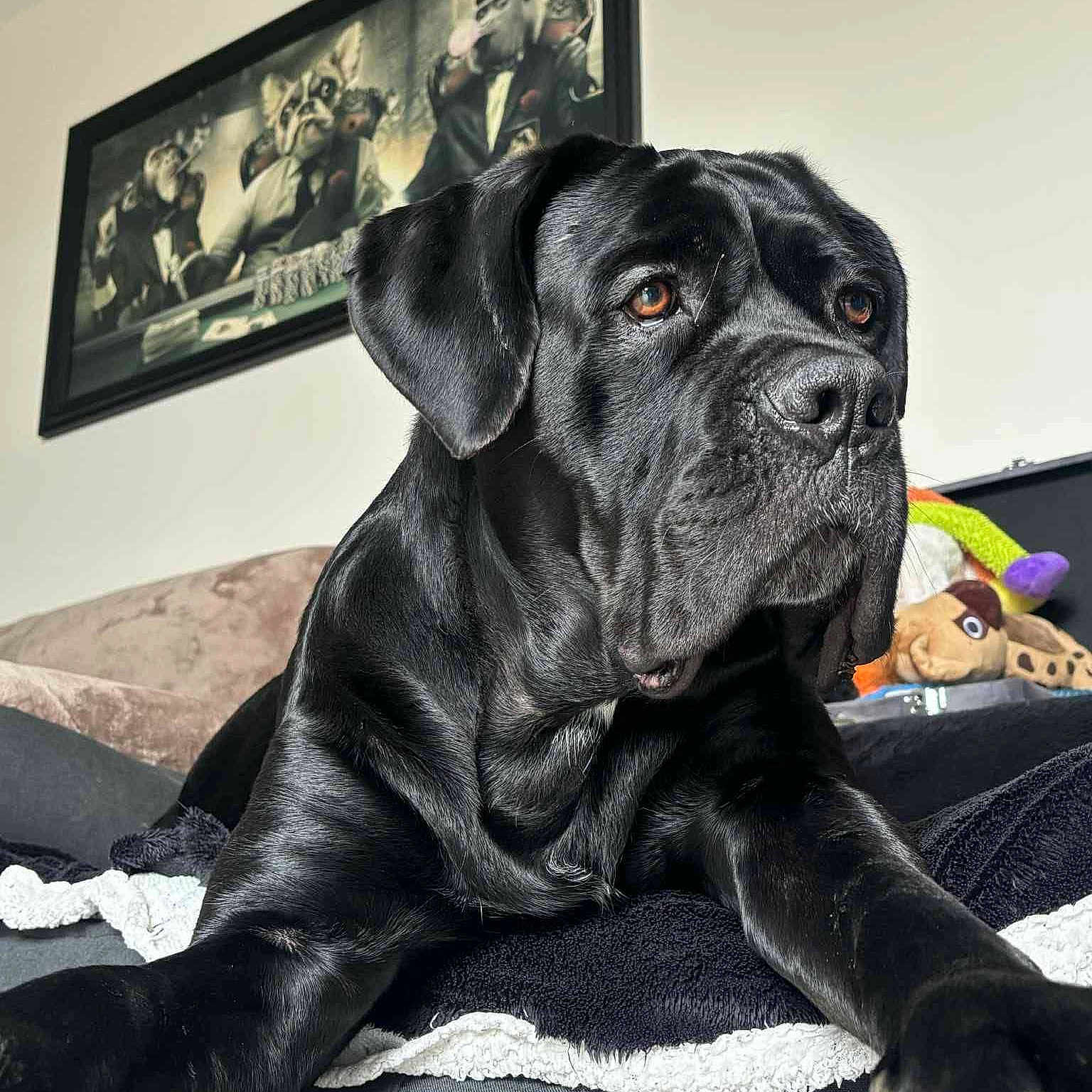 Ragnar a rejoint le concours — aidez-le/la à gagner de superbes lots ! dog, black_dog, pet, animal, indoor, blanket, couch, painting, art, wall, fur, portrait, canine, relaxed, looking_away, furniture, toy, stuffed_animal, home, decor