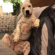 Luna joined the competition — help win amazing prizes! dog, indoor, couch, lamp, plant, spotted, relaxed, happy, pet, living_room, furniture, cozy, tongue_out, paw, blanket, decor, portrait, smiling, canine, resting