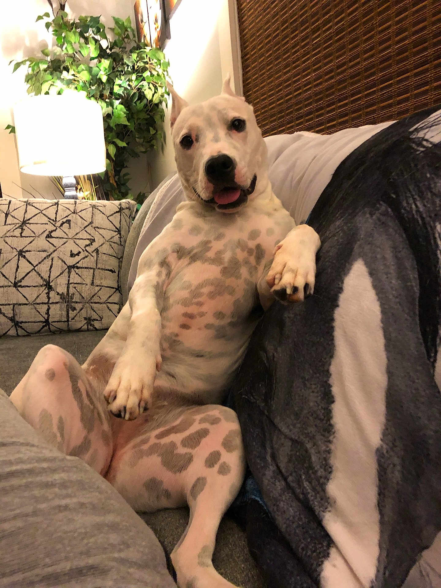 Luna joined the competition — help win amazing prizes! dog, indoor, couch, lamp, plant, spotted, relaxed, happy, pet, living_room, furniture, cozy, tongue_out, paw, blanket, decor, portrait, smiling, canine, resting