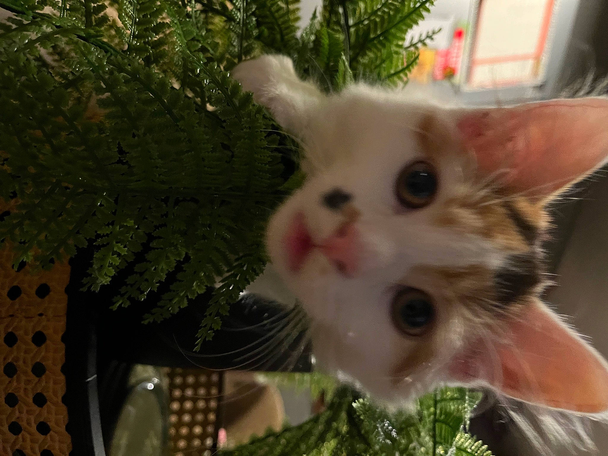 Frida Beans is registered to the contest to win money with this photo: carnivore, cat, christmas_ornament, conifer, domestic_short_haired_cat, eye, fawn, felidae, fur, grass, head, holiday, paw, plant, small_to_medium_sized_cats, snout, tail, terrestrial_plant, tree, whiskers