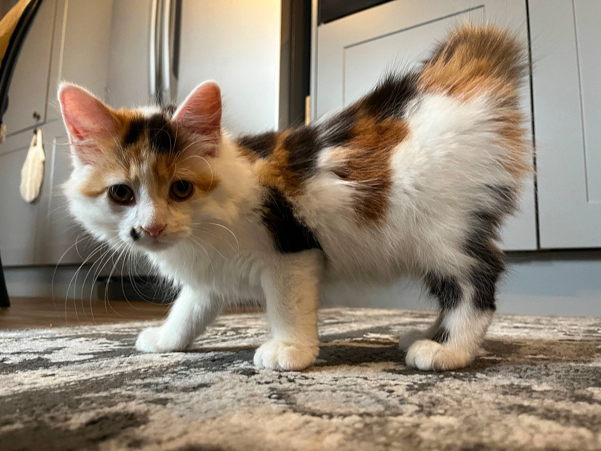 Frida Beans joined the competition — help win amazing prizes! art, carnivore, cat, claw, domestic_short_haired_cat, felidae, flooring, fur, paw, small_to_medium_sized_cats, snout, tail, terrestrial_animal, whiskers, window, wood