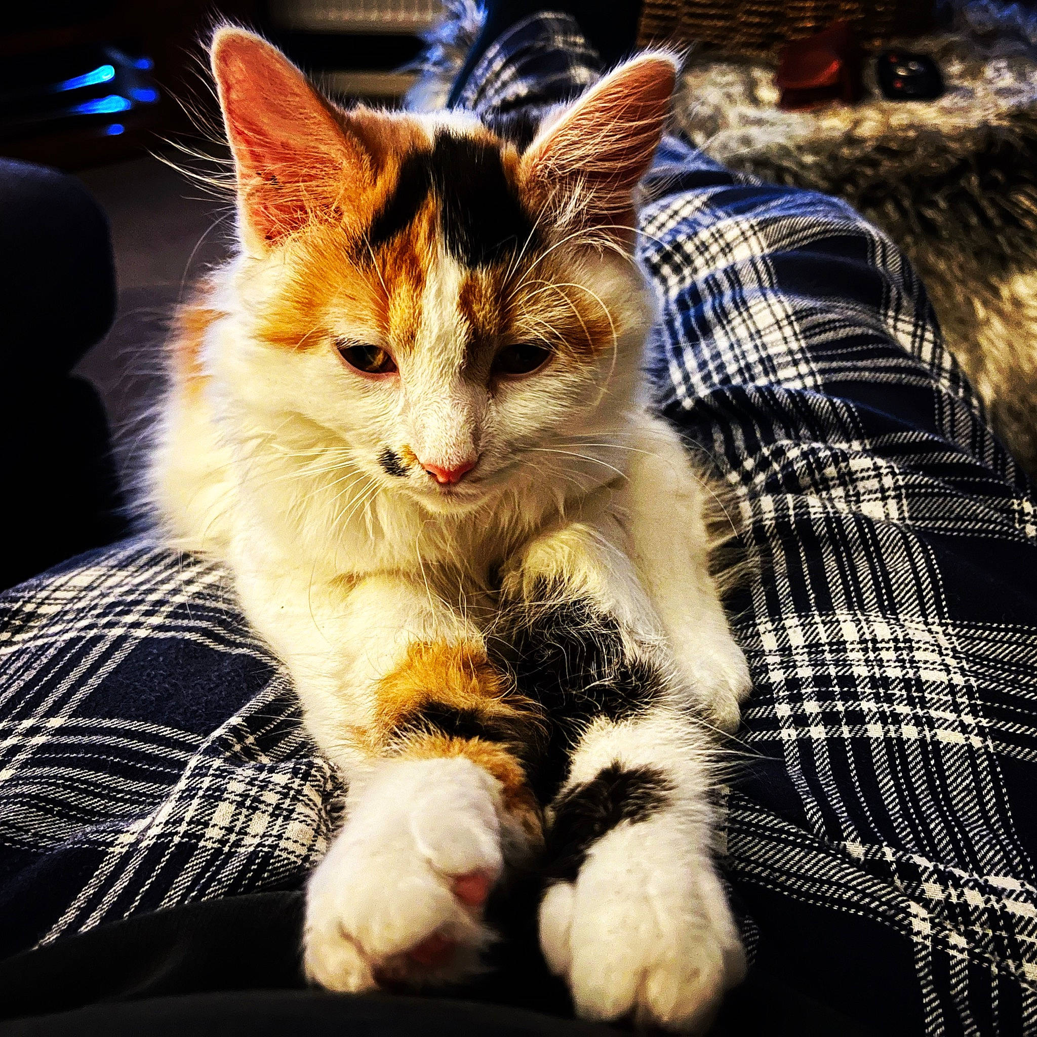 Frida Beans joined the competition — help win amazing prizes! carnivore, cat, claw, domestic_short_haired_cat, felidae, foot, fur, grass, lap, pattern, paw, plaid, plant, small_to_medium_sized_cats, snout, tail, tartan, tree, whiskers, window