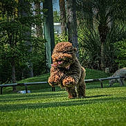 Cocoa is registered to the contest to win money with this photo: dog, running, grass, outdoor, park, playful, pet, animal, greenery, nature, happy, fur, sunlight, daytime, trees, shrub, canine, collar, jumping, leisure