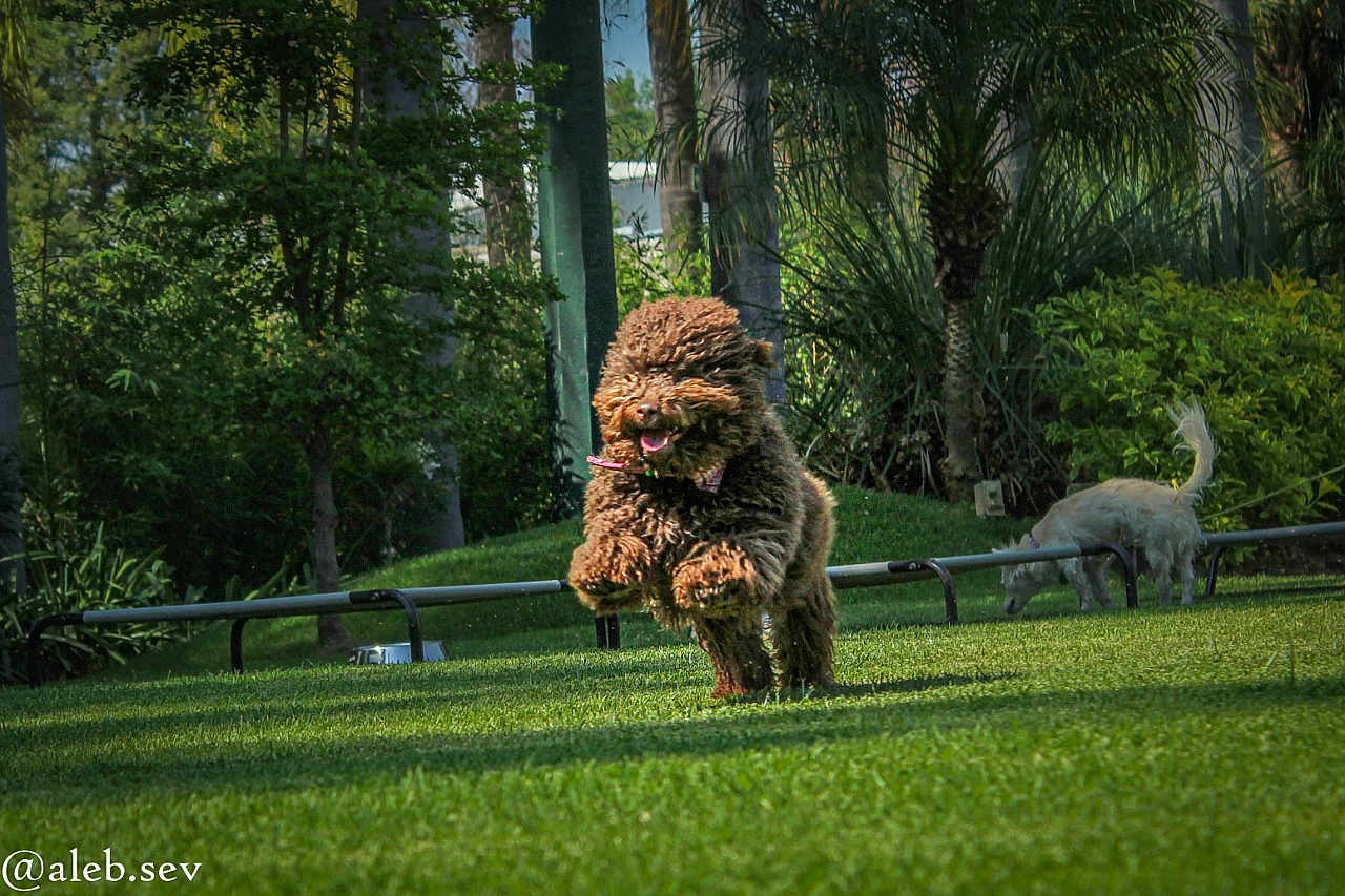 Cocoa is registered to the contest to win money with this photo: dog, running, grass, outdoor, park, playful, pet, animal, greenery, nature, happy, fur, sunlight, daytime, trees, shrub, canine, collar, jumping, leisure