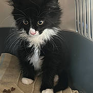 Remy is registered to the contest to win money with this photo: kitten, cat, black_and_white, furry, pet, animal, indoor, carrier, blanket, food, kibble, cute, young, whiskers, paws, small, curious, domestic, feline, sitting
