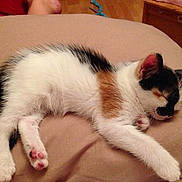 Cali joined the competition — help win amazing prizes!