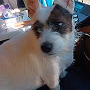 Patches joined the competition — help win amazing prizes! dog, white, black, indoor, curtain, fabric, blue, pet, animal, furniture, window, blurry, clutter, closeup, ears, snout, paw, sitting, domestic, household