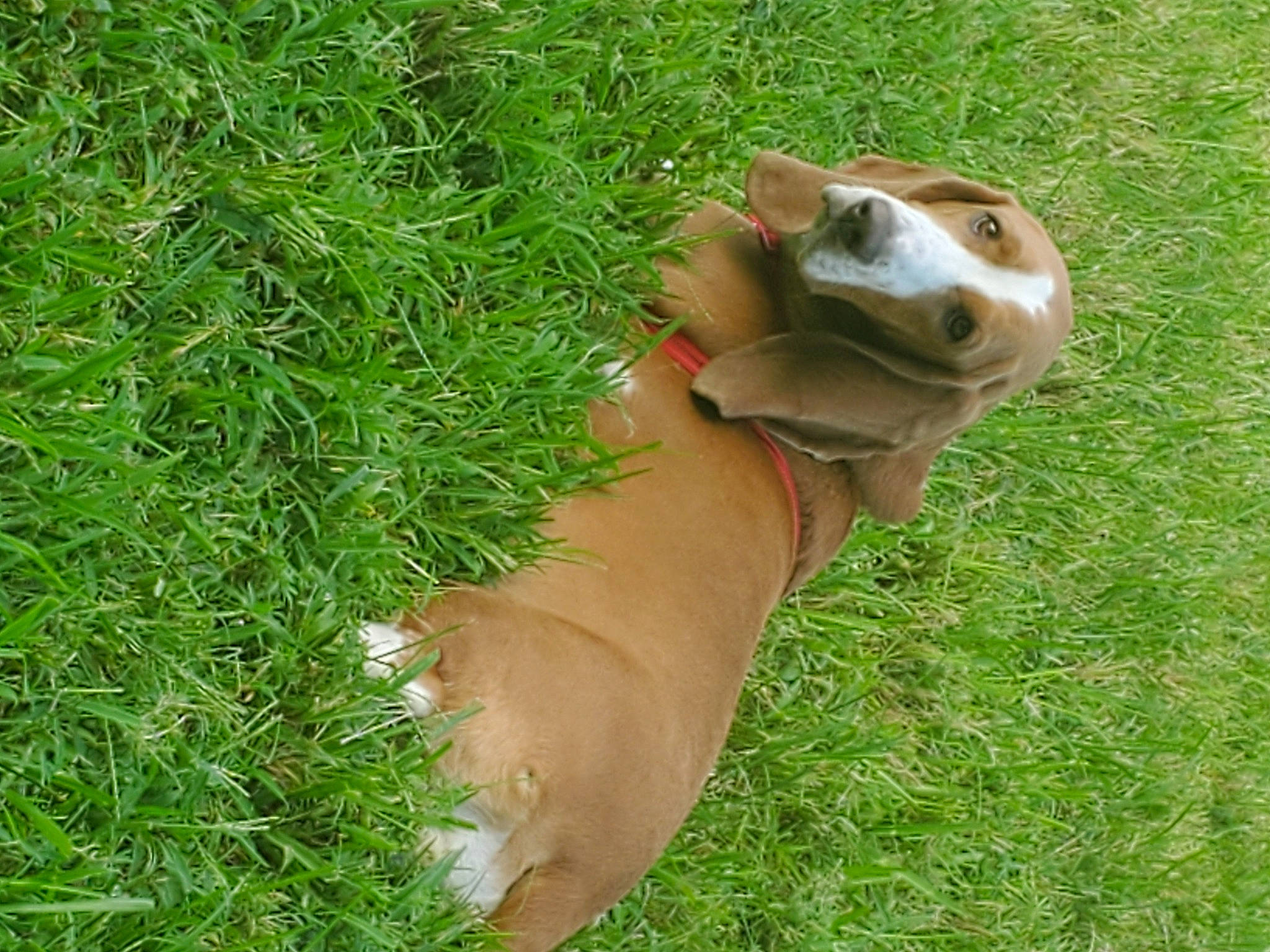 Abbey joined the competition — help win amazing prizes! american_pit_bull_terrier, american_staffordshire_terrier, canidae, carnivore, companion_dog, dog, dog_breed, fawn, grass, puppy