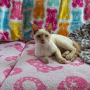 Sterling Colle is registered to the contest to win money with this photo: cat, cream_colored_cat, blue_eyes, blanket, patterned_blanket, teddy_bear_pattern, indoor, cozy, relaxed, feline, pet, animal, soft_texture, couch, resting, cute, curious, young_cat, light, natural_light