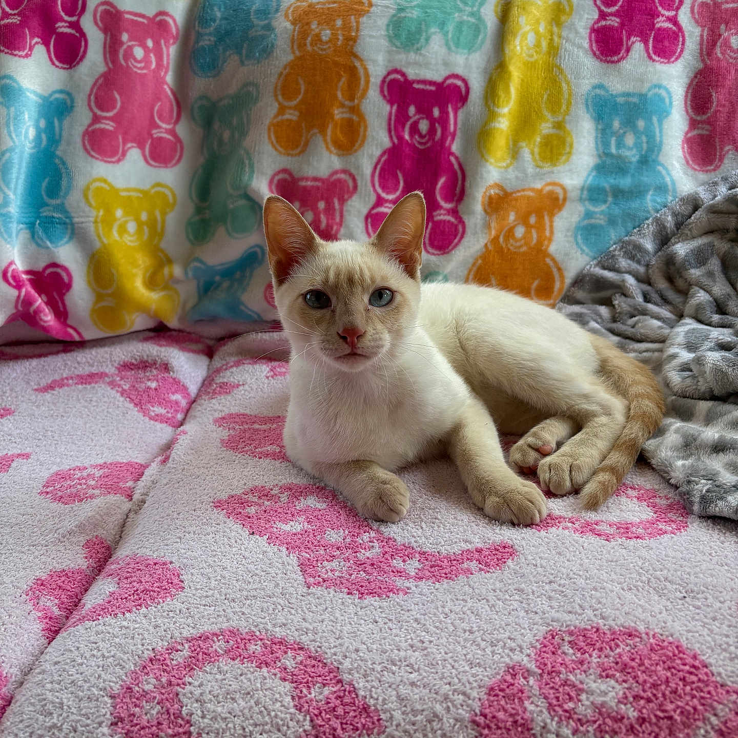 Sterling Colle is registered to the contest to win money with this photo: animal, blanket, blue_eyes, cat, couch, cozy, cream_colored_cat, curious, cute, feline, indoor, light, natural_light, patterned_blanket, pet, relaxed, resting, soft_texture, teddy_bear_pattern, young_cat