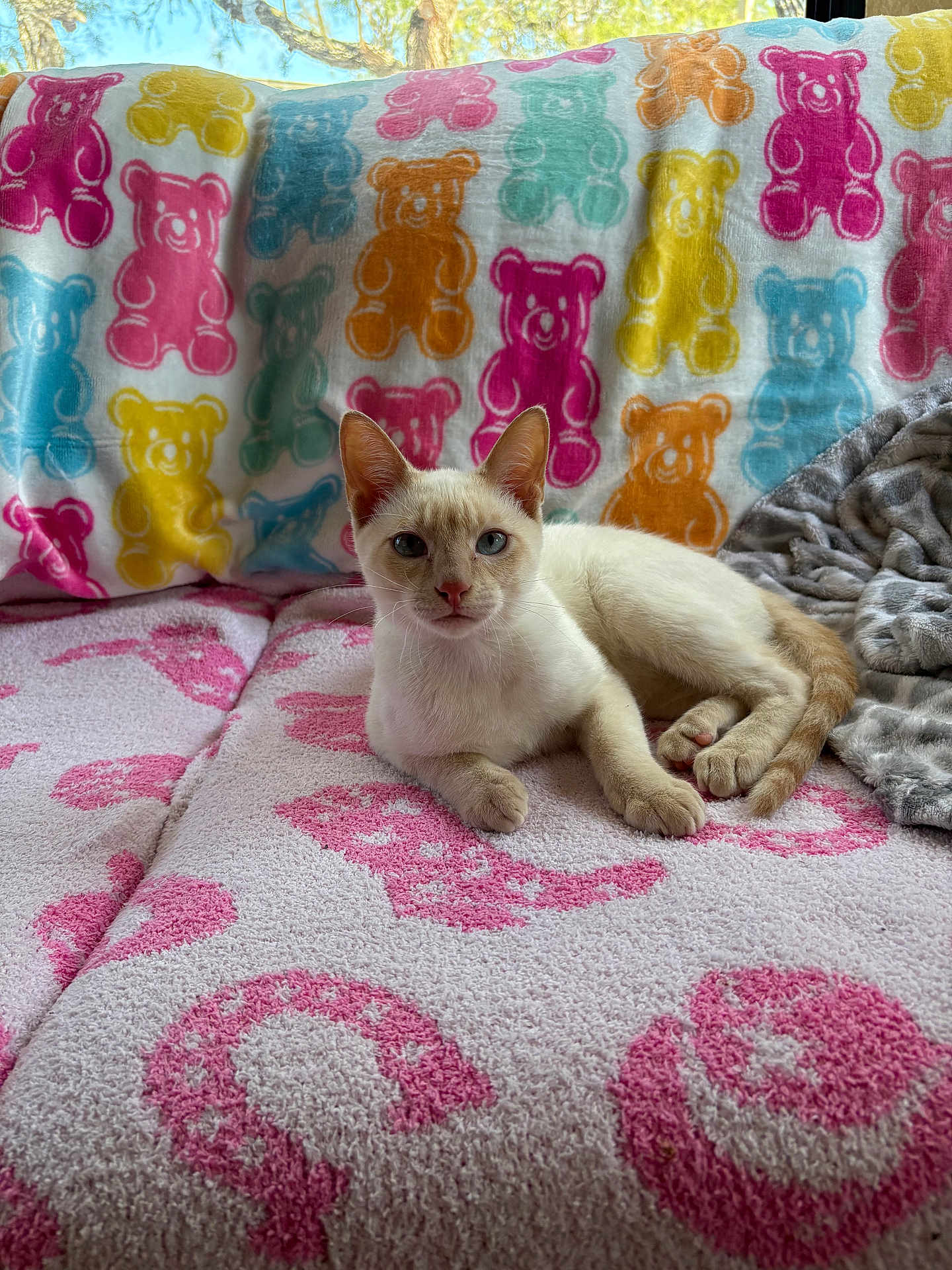 Sterling Colle is registered to the contest to win money with this photo: cat, cream_colored_cat, blue_eyes, blanket, patterned_blanket, teddy_bear_pattern, indoor, cozy, relaxed, feline, pet, animal, soft_texture, couch, resting, cute, curious, young_cat, light, natural_light