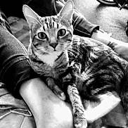 Trixie joined the competition — help win amazing prizes! cat, tabby_cat, person, legs, feet, indoor, floor, bicycle_wheel, black_and_white, pet, animal, relaxing, close_up, feline, striped, cozy, home, casual, resting, curious