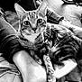 cat, tabby_cat, person, legs, feet, indoor, floor, bicycle_wheel, black_and_white, pet, animal, relaxing, close_up, feline, striped, cozy, home, casual, resting, curious
