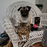 Prince joined the competition — help win amazing prizes! animal, cat, chair, clothing, companion, cozy, cute, dog, domestic, floor, furniture, household, indoor, pet, pug, relaxing, shoes, tabby_cat, wicker_furniture, wood_floor