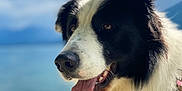Uki a rejoint le concours — aidez-le/la à gagner de superbes lots ! dog, black_and_white, tongue_out, close_up, portrait, outdoor, lake, water, sky, fur, animal, pet, happy, nature, canine, mammal, daylight, blurred_background, friendly, leash