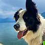 dog, black_and_white, tongue_out, close_up, portrait, outdoor, lake, water, sky, fur, animal, pet, happy, nature, canine, mammal, daylight, blurred_background, friendly, leash
