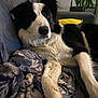 Uki participe au concours pour gagner de l'argent avec cette photo : dog, black_and_white, border_collie, couch, blanket, yellow_pillow, indoor, relaxed, pet, fur, animal, canine, resting, plant, home, cozy, soft, comfort, living_room, companion