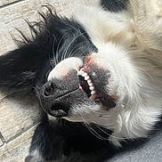 Uki a rejoint le concours — aidez-le/la à gagner de superbes lots ! dog, black_and_white, teeth, nose, whiskers, fur, lying_down, floor, close_up, pet, canine, playful, relaxed, animal, muzzle, snout, happy, indoor, portrait, smile