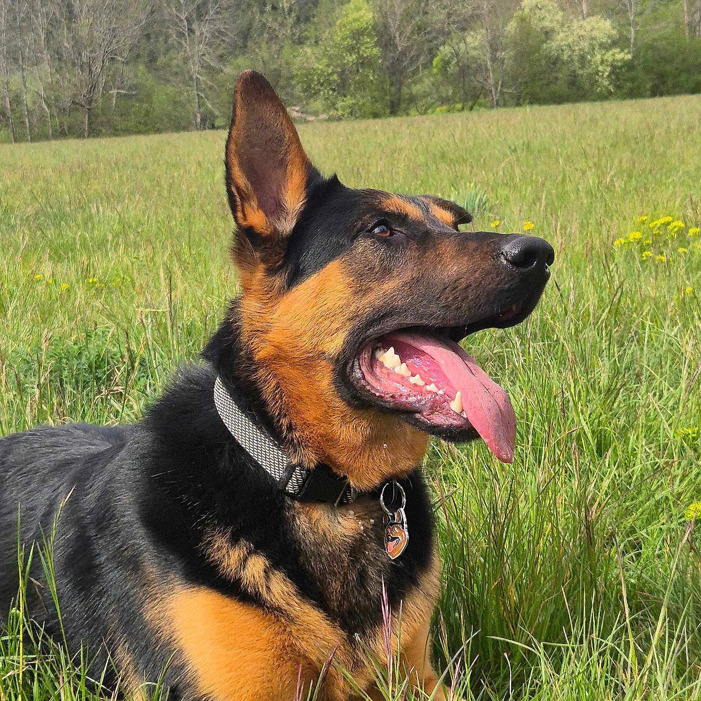 Diesel