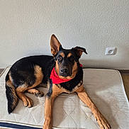 Diesel a rejoint le concours — aidez-le/la à gagner de superbes lots ! dog, black_and_tan, red_bandana, mattress, indoor, pet, resting, alert, curious, one_ear_up, one_ear_down, floor, wall, canine, domestic_animal, companion, cute, fur, paw, lying_down