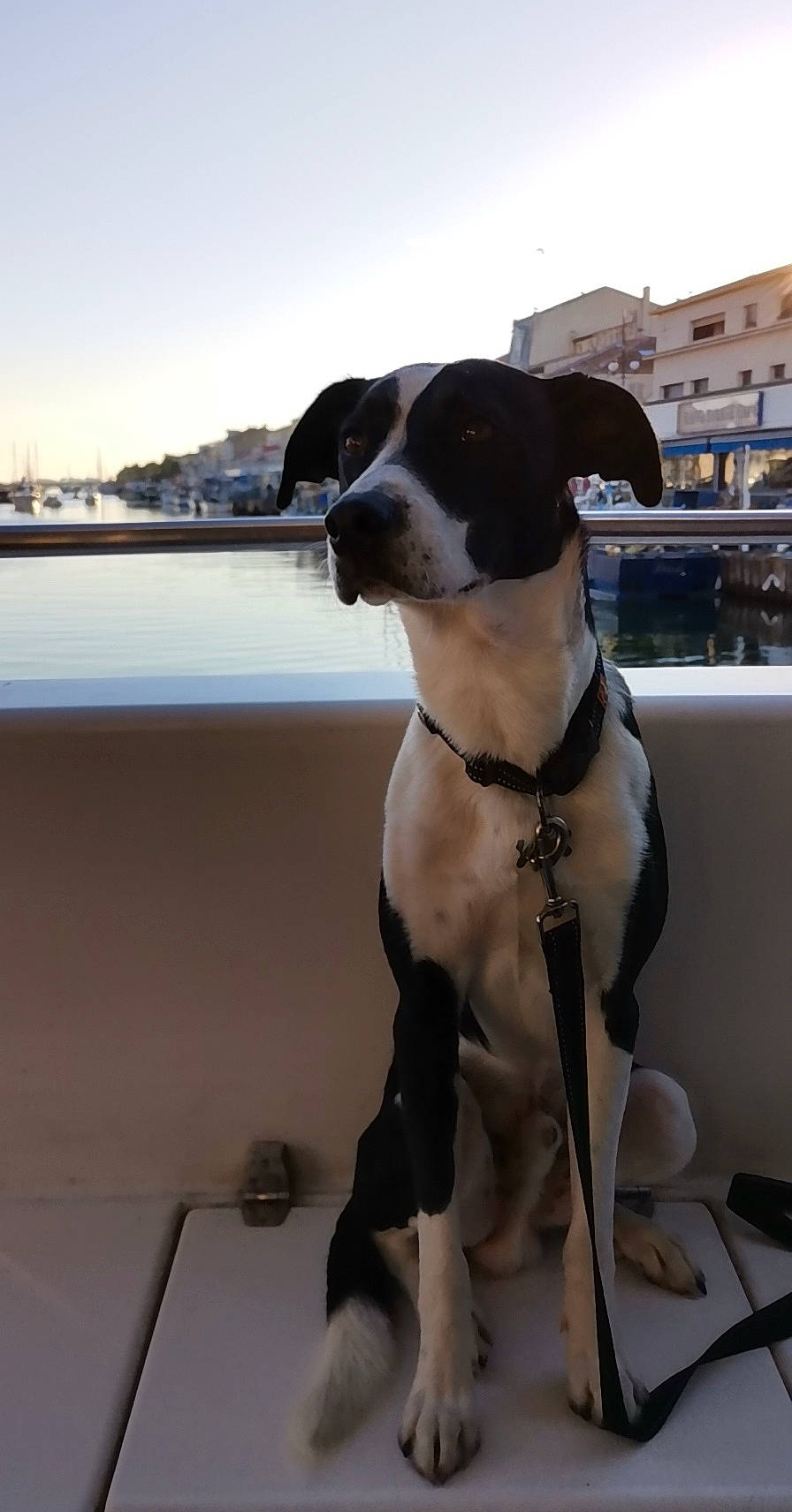 Bud participe au concours pour gagner de l'argent avec cette photo : american_pit_bull_terrier, american_staffordshire_terrier, boston_terrier, canidae, carnivore, companion_dog, dog, dog_breed, fawn, mammal, non_sporting_group, pit_bull, pointer, snout, sporting_group, vertebrate