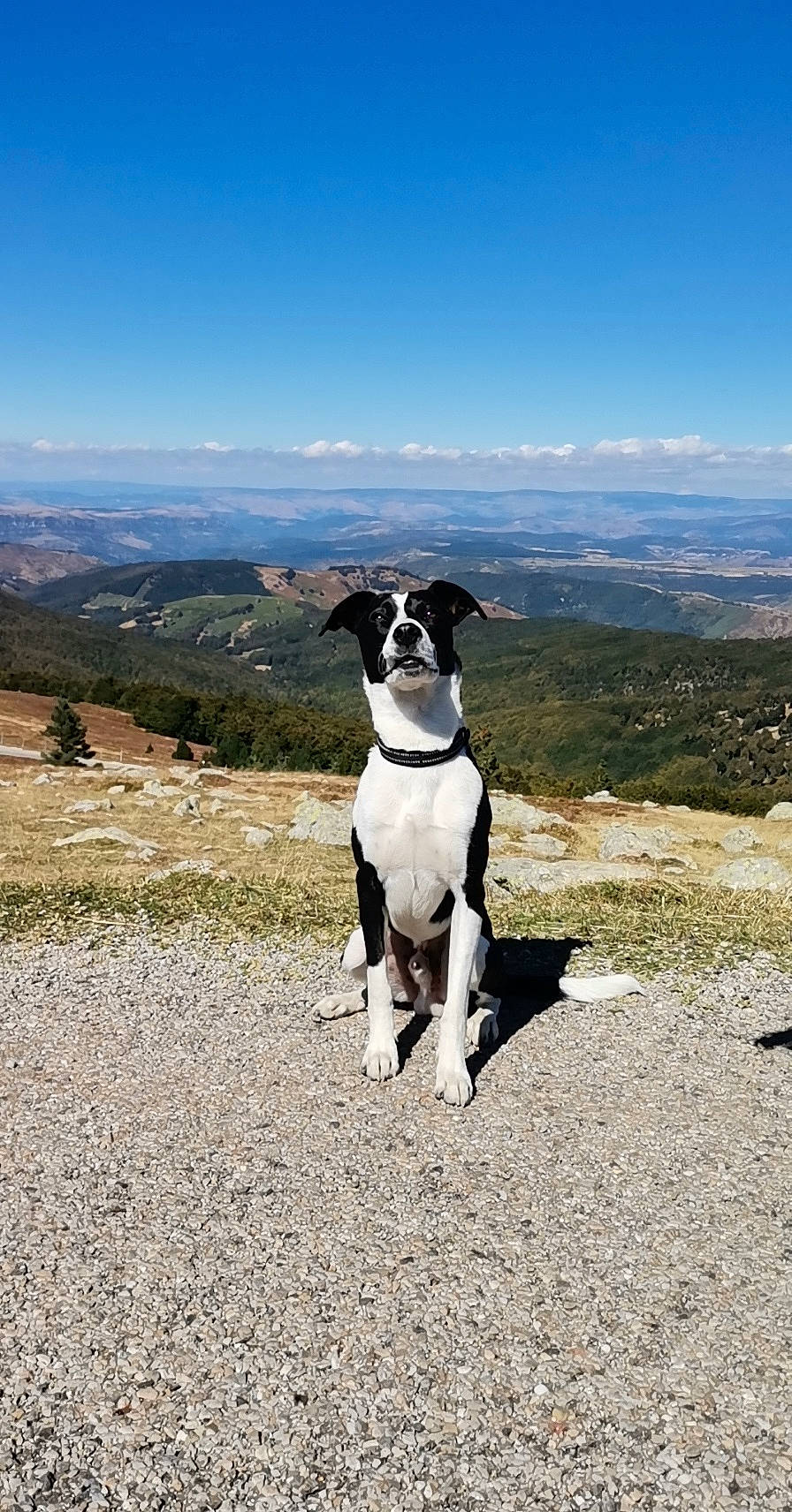 Bud a rejoint le concours — aidez-le/la à gagner de superbes lots ! adventure, american_staffordshire_terrier, canidae, carnivore, dog, dog_breed, fawn, fell, hill, hunting_dog, landscape, mammal, mountain, non_sporting_group, sky, sporting_group, vacation, walking