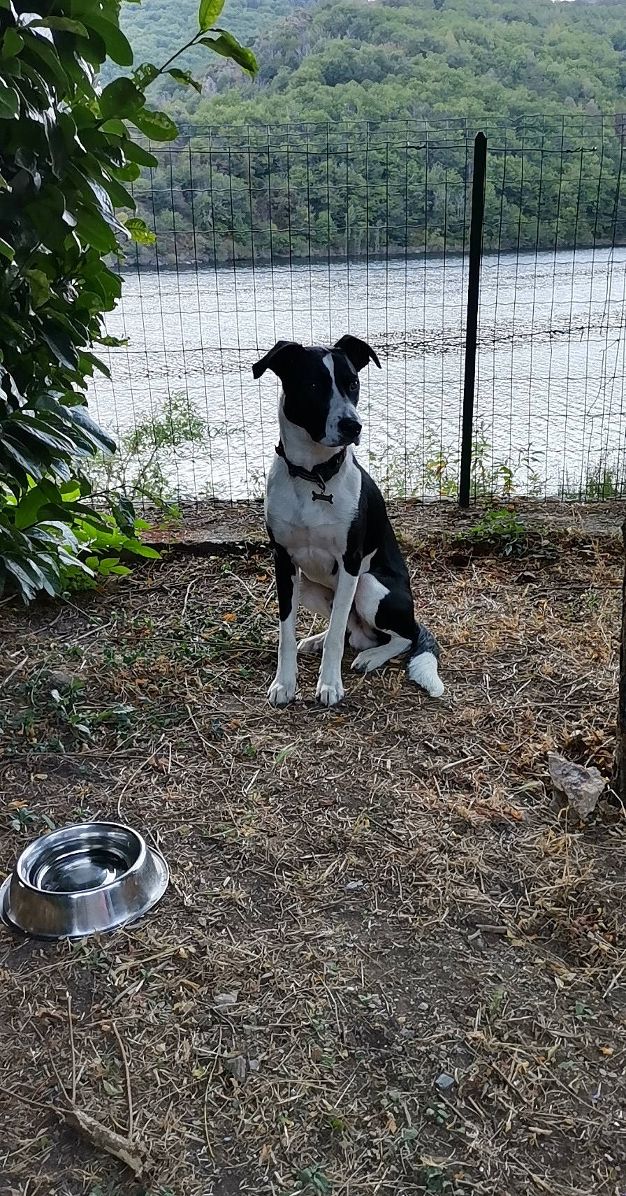 Bud a rejoint le concours — aidez-le/la à gagner de superbes lots ! backyard, canidae, carnivore, danish_swedish_farmdog, dog, dog_breed, feist, mammal, non_sporting_group, pointer, soil, sporting_group