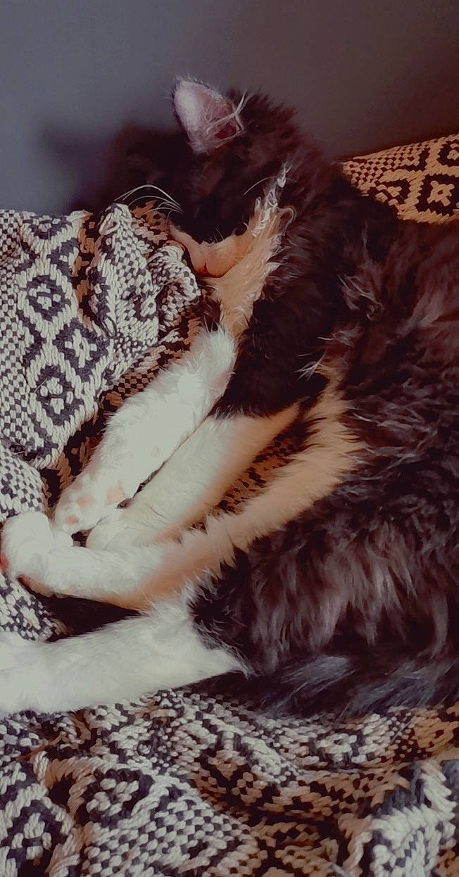 Niou participe au concours pour gagner de l'argent avec cette photo : american_shorthair, carnivore, cat, felidae, fur, kitten, maine_coon, norwegian_forest_cat, paw, small_to_medium_sized_cats, tail, whiskers