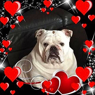 Jacob a rejoint le concours — aidez-le/la à gagner de superbes lots ! ancient_dog_breeds, bulldog, canidae, carnivore, companion_dog, dog, dog_breed, fawn, font, illustration, non_sporting_group, pattern, photo_caption, photography, puppy_love, snout, sporting_group, toy_dog, whiskers, white_english_bulldog