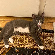 Bella Gonzales joined the competition — help win amazing prizes! kitten, cat, gray_cat, white_paws, white_belly, collar, indoor, rug, patterned_rug, floor, tile_floor, pet, animal, feline, whiskers, ears, food_bowl, curious, lying_down, looking_at_camera
