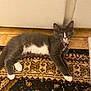 kitten, cat, gray_cat, white_paws, white_belly, collar, indoor, rug, patterned_rug, floor, tile_floor, pet, animal, feline, whiskers, ears, food_bowl, curious, lying_down, looking_at_camera